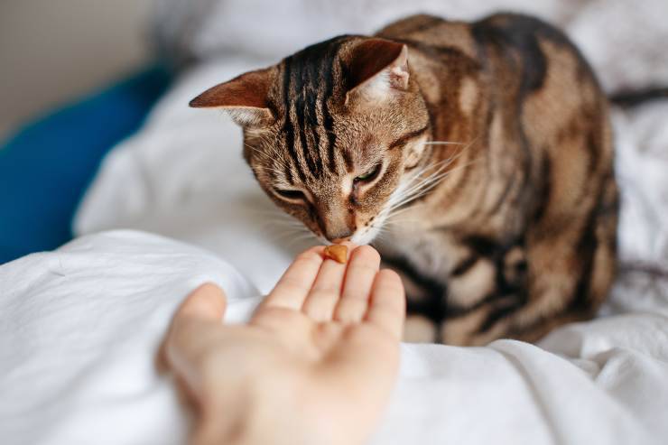 Snack freddi per gatti: 2 ricette deliziose per rinfrescare Micio