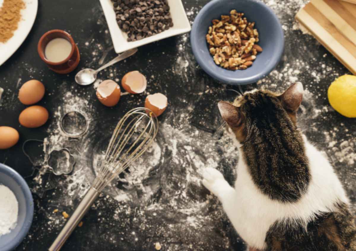 Cuscini Con Erba Gatta KATZOX Per Gatti - Gioco Resistente A Graffi E Morsi, Con Pellicola Frusciante - Foto 6