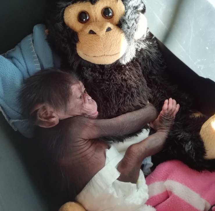 cucciolo scimpanzé rifiutato madre
