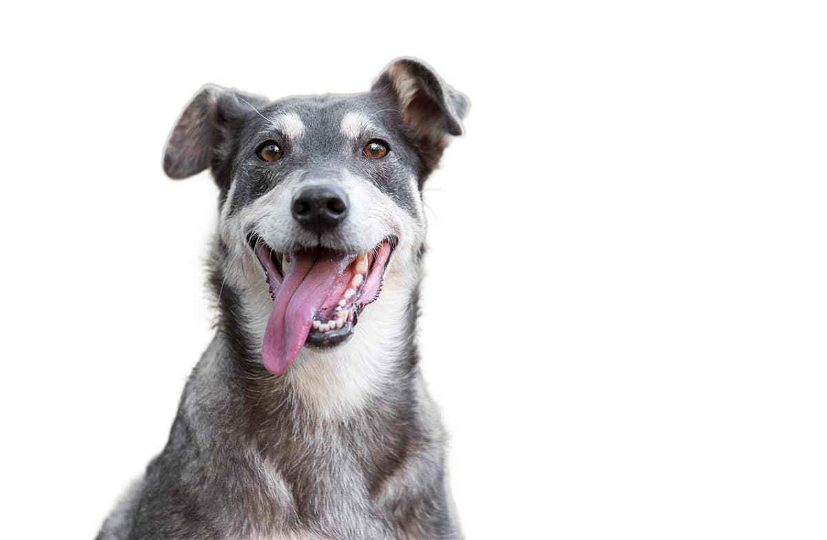 I grassi nella dieta del cane (Foto Adobe Stock)