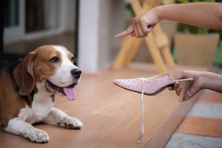 Il cane marca il territorio in casa (Foto Adobe Stock)