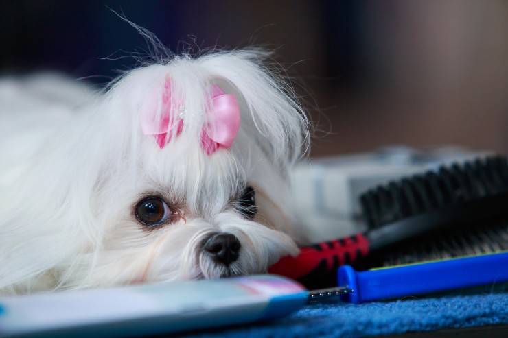 Il calore del cane femmina, la prima volta, le fasi del calore e la durata.