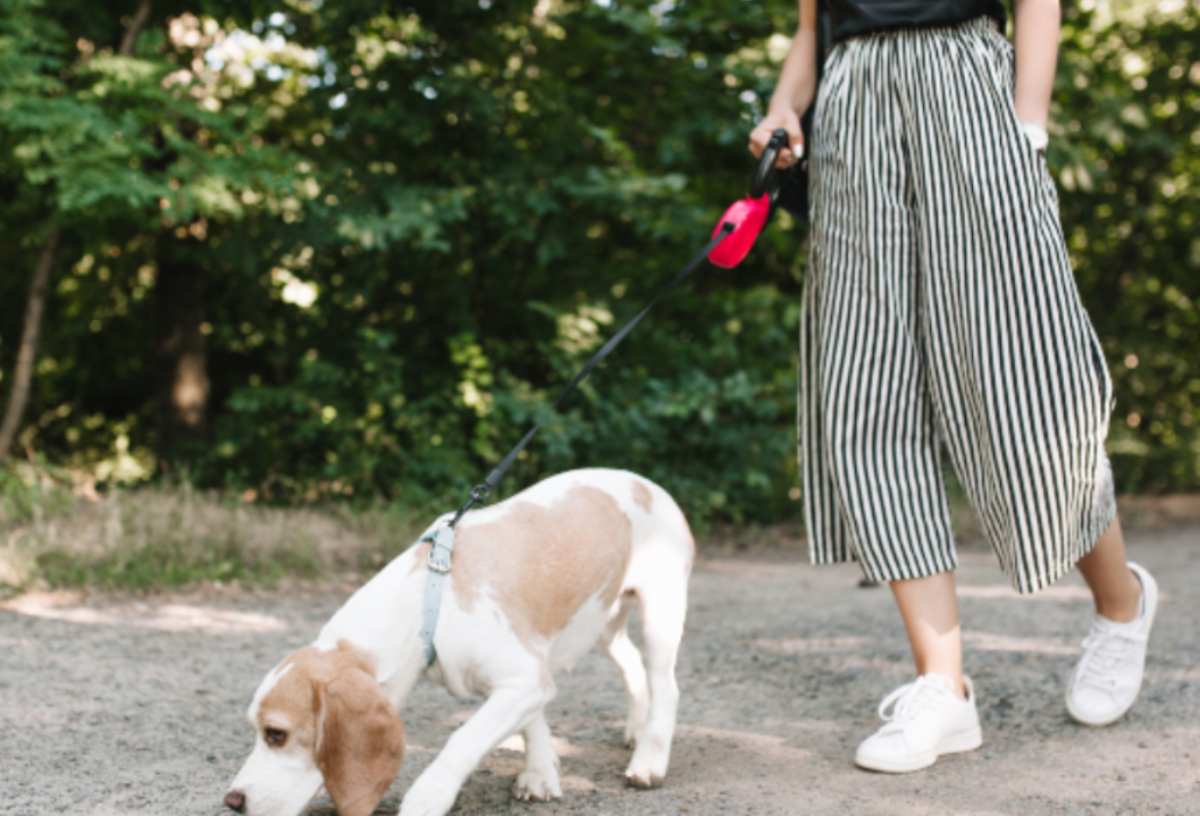 Perché il cane lecca la pipì degli altri cani? Scopriamo la verità