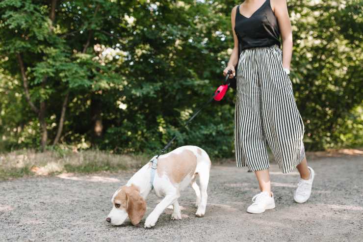 Perché il cane lecca la pipì degli altri cani