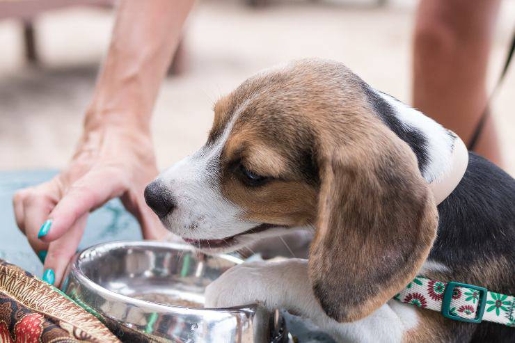 Il cane mette la zampa nella ciotola dell'acqua