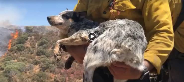 cane salvato vigili fuoco