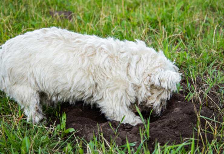 il cane distrugge il giardino