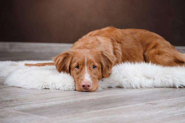 Come rallegrare il cane quando è triste