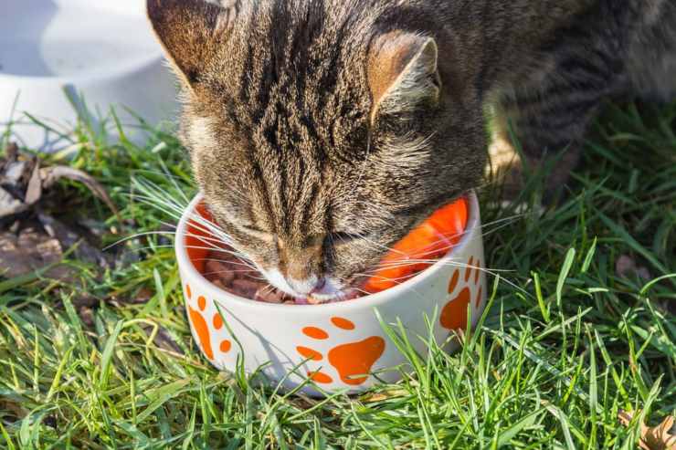 gatto mangia cibo