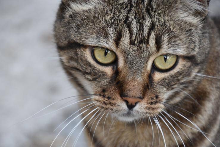 Depressione post-vacanze nel gatto