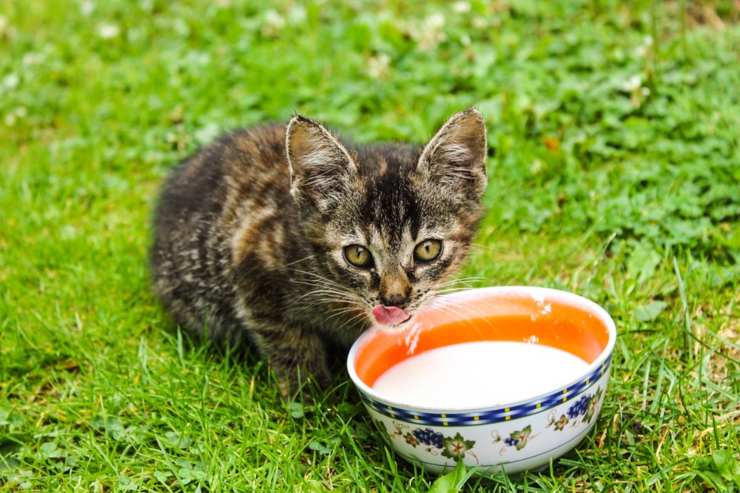 gattino mangia latte