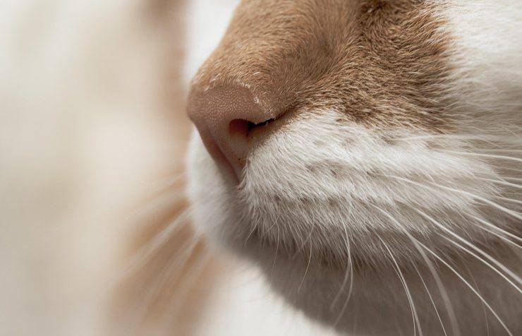 Il gatto ha il naso secco