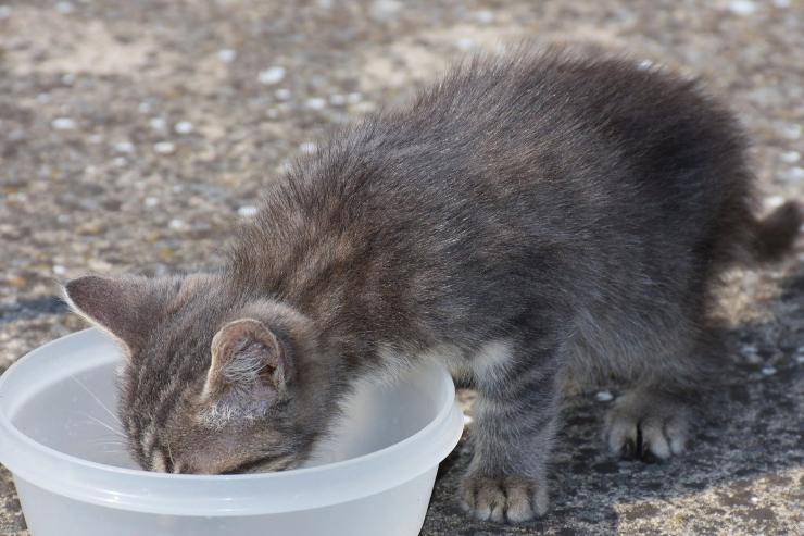 Gattino che mangia