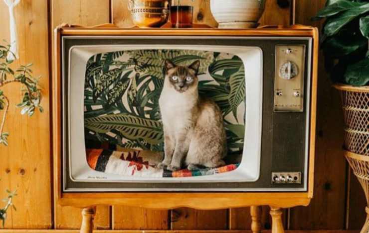 Il gatto nel televisore vintage (Foto Instagram)