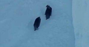 I pinguini in cammino (Foto Pixabay)