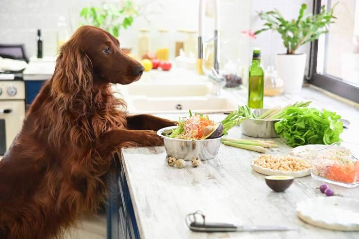 I cibi che causano allergia nel cane