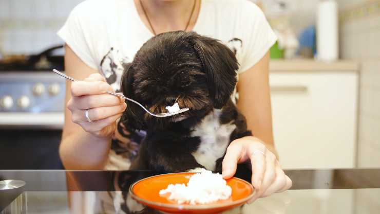 I carboidrati fanno male al cane? (Foto Adobe Stock)