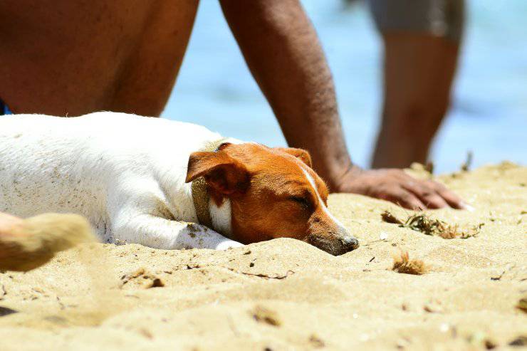 cane colpo di calore