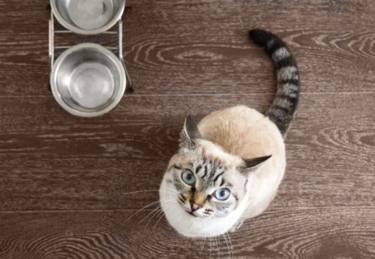 Come Capire Se Il Gatto Sta Morendo