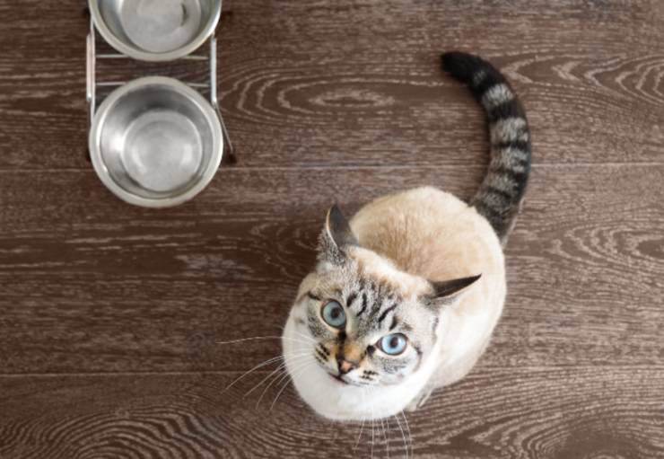 Come capire se il gatto ha fame
