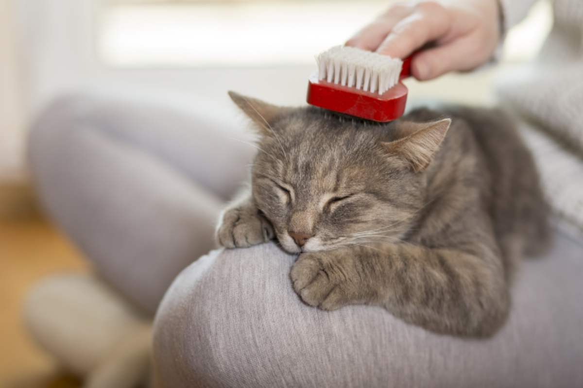 Come Si Dice Gatto Nel Carbone In Finlandese