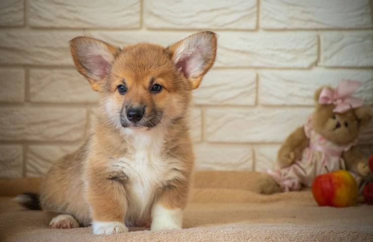 cucciolo cane corgi orecchie