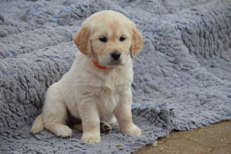 Il cane nel test della personalità 