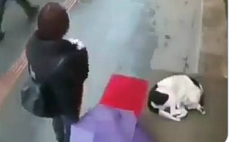 Il cane accovacciato (Foto video)