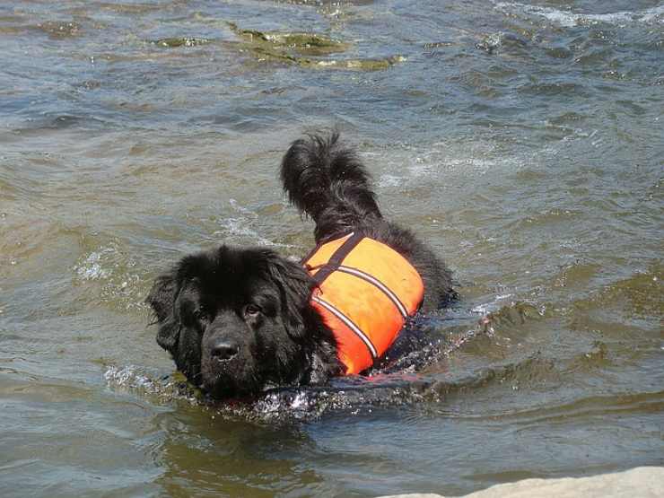 cane in acqua