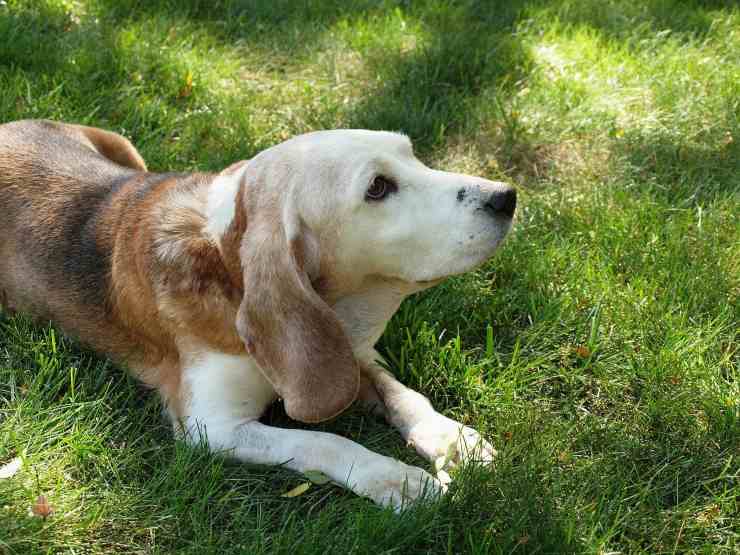 Cane sul prato