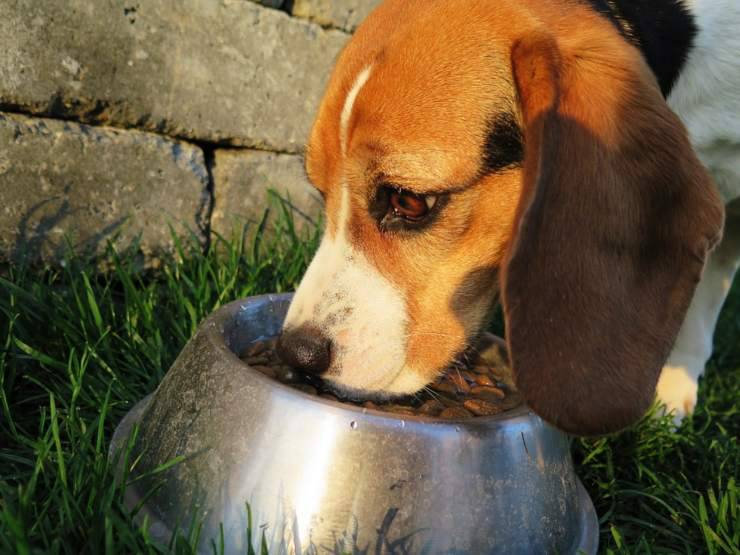 I grassi nella dieta del cane (Foto Pixabay)