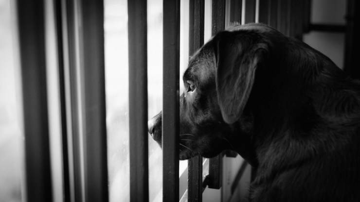 Cane sul balcone