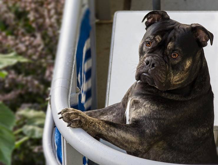 Il cane vuole stare in balcone