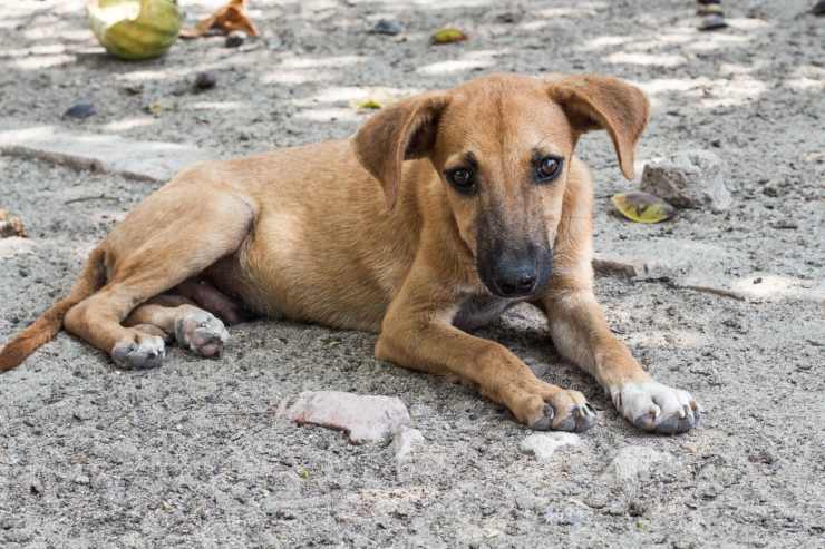 Adottare un cane senza microchip