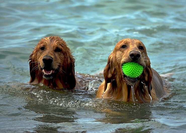 Cani al mare