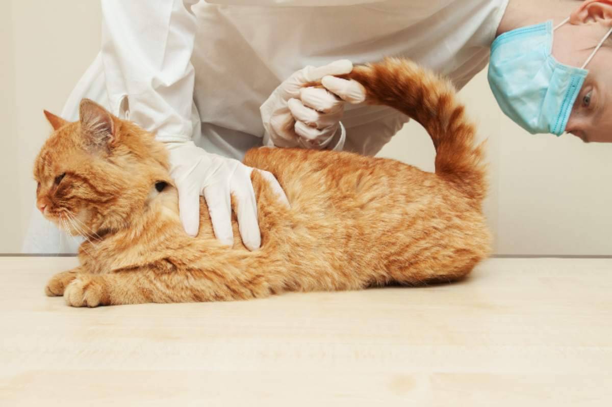 Emorroidi nel gatto sintomi, cause e trattamento della patologia