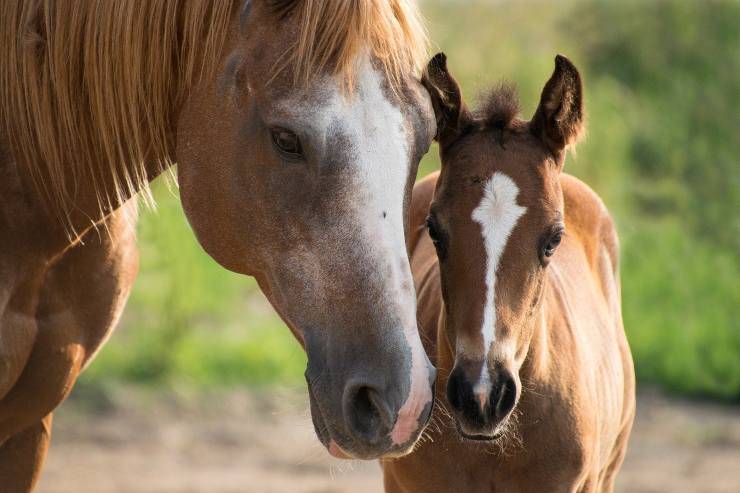 Sindrome abbandono cavallo (foto Pixabay)