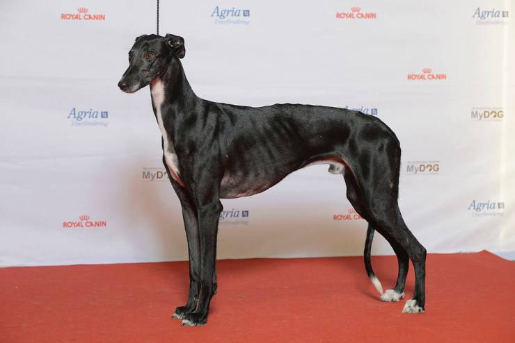 Galgo Espanol