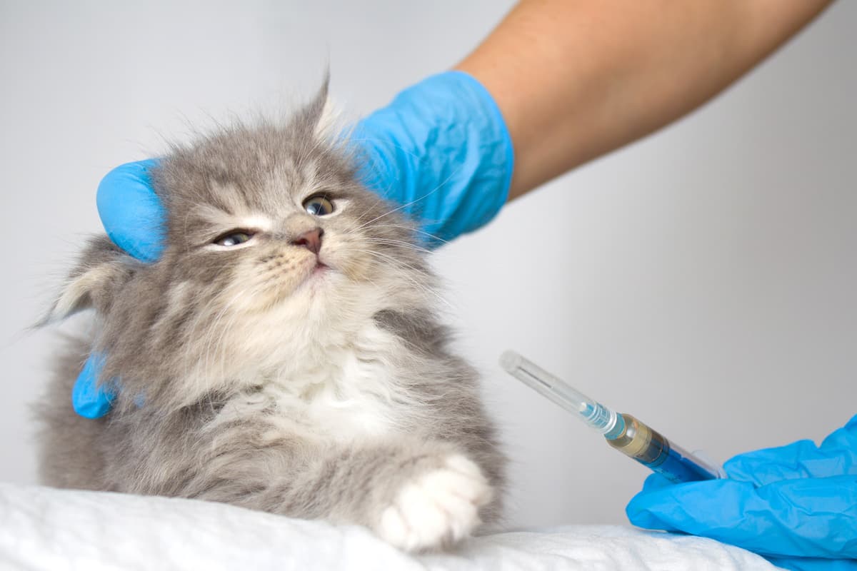 Anestesia del gatto (Foto Adobe Stock)