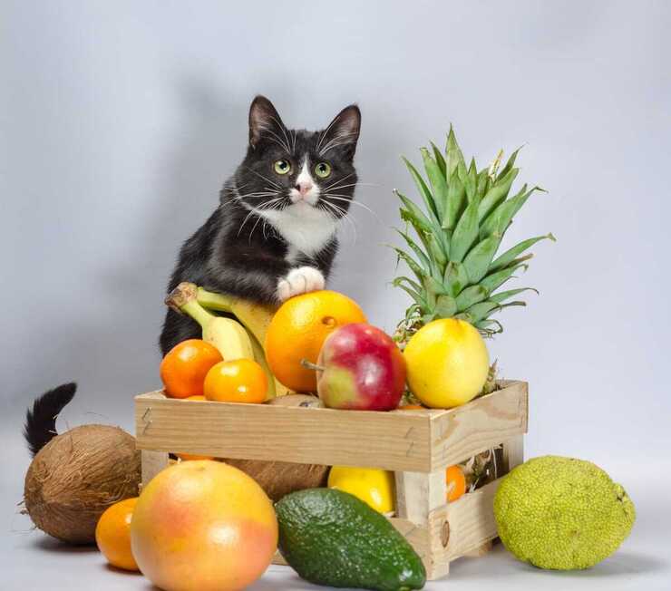 Frutta vietata al gatto (Foto Adobe Stock)
