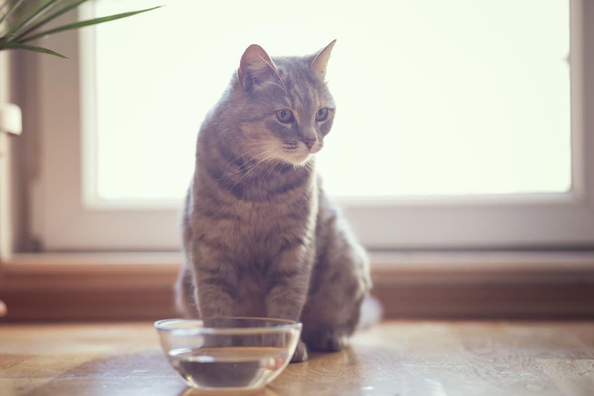 Sali minerali per il gatto (Foto Adobe Stock)
