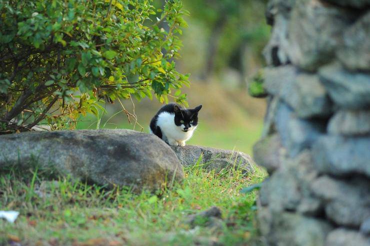 Dermatite da poxvirus nel gatto