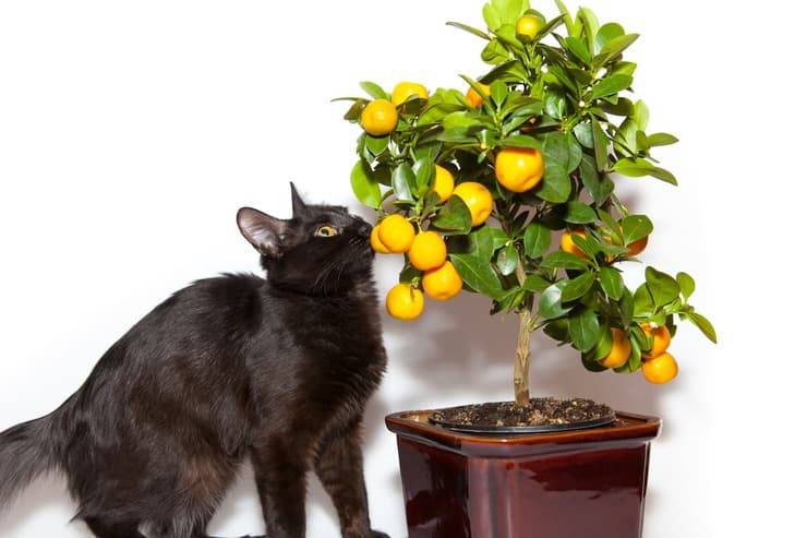 Avvelenamento da limone nel gatto (Foto Adobe Stock)