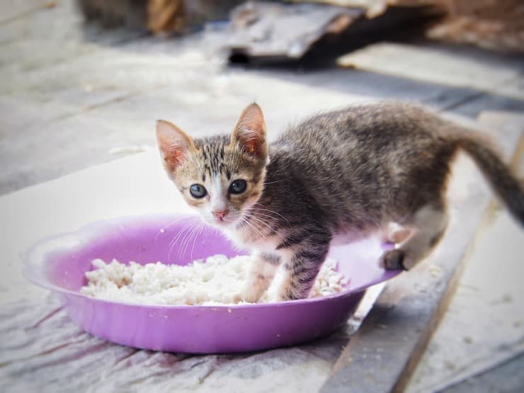 Il Cucciolo Di Gatto Puo Mangiare Cibo Per Gatti Adulti Rischi E Benefici