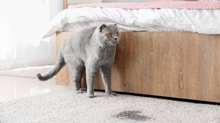 Il gatto marca il territorio in casa (Foto Adobe Stock))