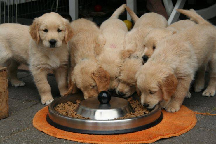 cuccioli golden retriever