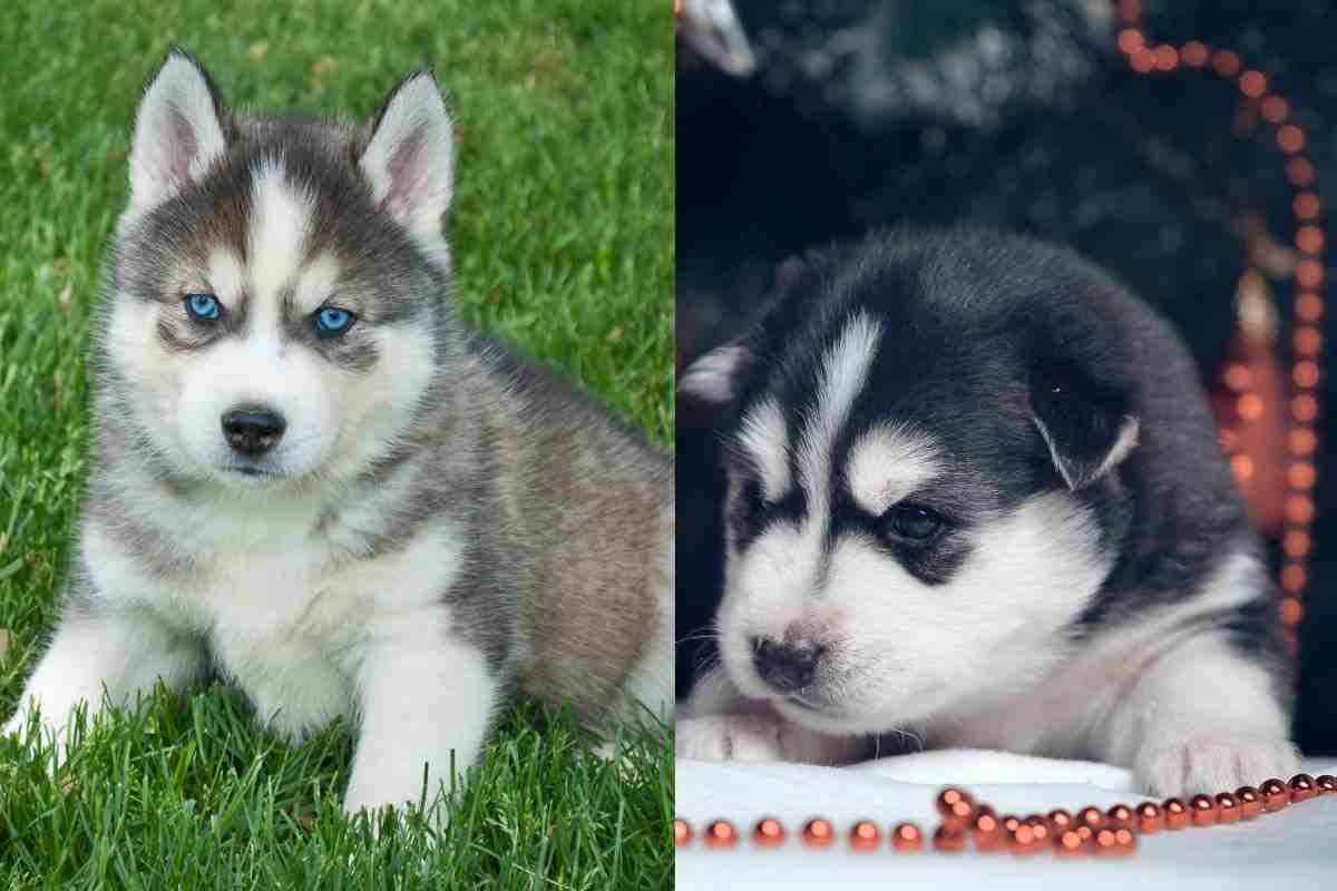 esemplari di husky piccoli