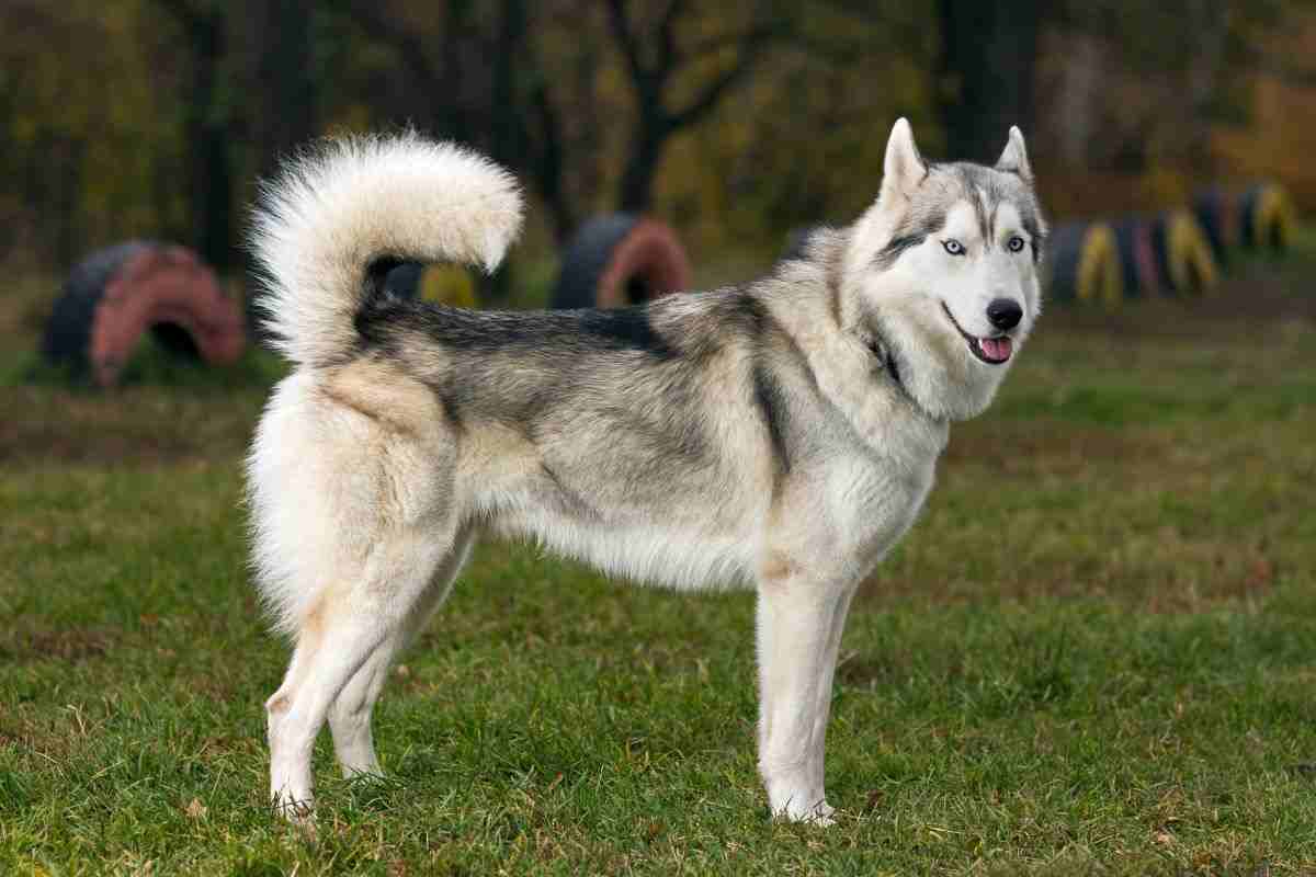 husky regolare