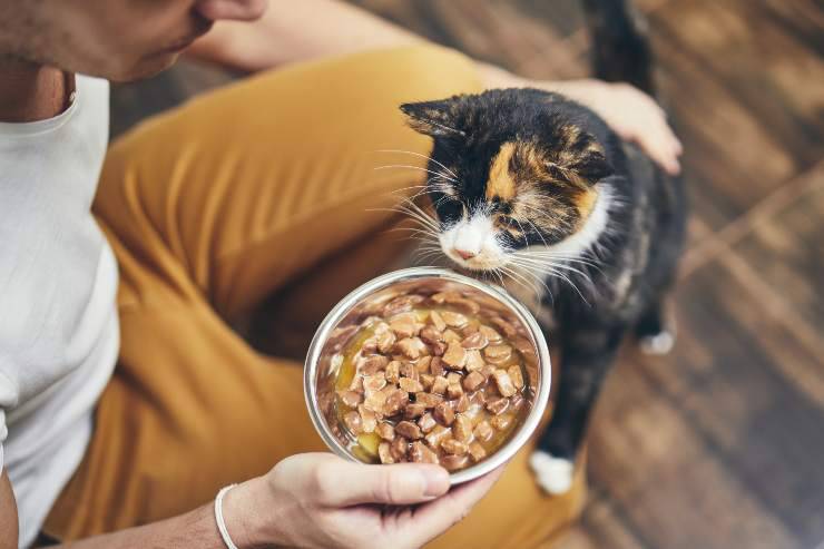 i gatti preferiscono il cibo caldo o freddo