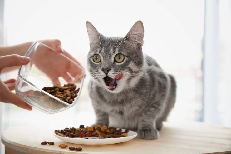 i pasti del gatto 